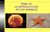 TEMA 10:  LA REPRODUCCIÓN  EN LOS ANIMALES