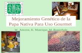 Mejoramiento Genético de la Papa Nativa Para Uso Gourmet
