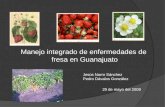 Manejo integrado de enfermedades de   fresa en Guanajuato