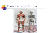 Posición anatómica
