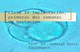 Clase IV Implantación, primeras dos semanas de gestación