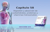 Capítulo 58 Digestión y absorción de carbohidratos, proteínas y  vitaminas hidrosolubles