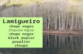 Lamigueiro chopo negro (Populus nigra) chopo negro black poplar peuplier choupo