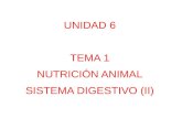 UNIDAD 6 TEMA 1 NUTRICIÓN ANIMAL SISTEMA  DIGESTIVO  (II )