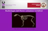 Radiología del Perro: columna vertebral