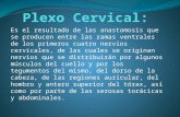 Plexo Cervical: