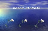 ROSAS  BLANCAS
