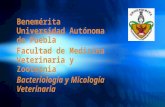 Benemérita Universidad Autónoma de Puebla Facultad de Medicina Veterinaria y Zootecnia