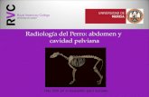 Radiología del Perro: abdomen y  cavidad pelviana