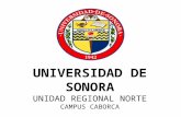 UNIVERSIDAD DE SONORA UNIDAD REGIONAL NORTE CAMPUS CABORCA