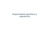 Organización genética y regulación