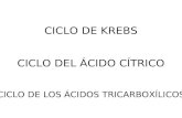 CICLO DE KREBS CICLO DEL ÁCIDO CÍTRICO CICLO DE LOS ÁCIDOS TRICARBOXÍLICOS
