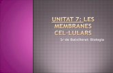 Unitat  7:  LES MEMBRANES  CEL·lULARS