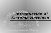 Introducción al  Sistema Nervioso