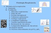 Fisiología Respiratoria I.  Mecánica de la respiración     A.  Anatomía     B.  Ventilación