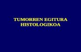 TUMORREN EGITURA HISTOLOGIKOA