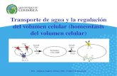 Transporte de agua y la regulación del volumen celular (homeostasis del volumen celular)