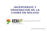 INVENTARIOS Y ORDENACION DE LA CAOBA EN BOLIVIA