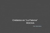 Cnidarios en “La Paloma”                     ROCHA    Prof. Alicia Dutra
