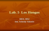 Lab. 5  Los Hongos