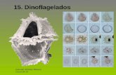 15. Dinoflagelados
