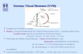 Sistema Visual Humano (SVH)