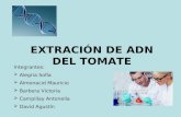 EXTRACIÓN DE ADN DEL TOMATE
