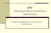 IPV Introducción a la Practica Veterinaria