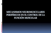 Mecanismos Neuromusculares periféricos en el control de la función muscular
