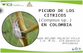 PICUDO DE LOS CITRICOS ( Compsus sp. )  EN COLOMBIA