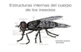 Estructuras internas del cuerpo de los insectos