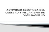 ACTIVIDAD ELÉCTRICA DEL CEREBRO Y MECANISMO DE VIGILIA-SUEÑO