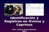Identificación y Registros en Ovinos y Caprinos