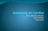 Anestesia en Cerdos