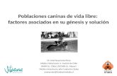 Poblaciones caninas de vida libre:  factores asociados en su génesis y solución