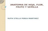 ANATOMIA DE HOJA, FLOR, FRUTO Y SEMILLA