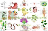 Tema 9 Los seres vivos y las funciones d e  Nutricion