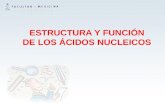 ESTRUCTURA Y FUNCIÓN DE LOS ÁCIDOS NUCLEICOS
