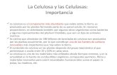 La Celulosa y las Celulasas:   Importancia