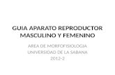 GUIA APARATO REPRODUCTOR MASCULINO Y FEMENINO