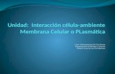 Unidad:   Interacción célula-ambiente  Membrana Celular o  PLasmática