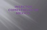 Insectos comestibles de México.