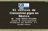 El cultivo de  Crassostrea  gigas  en México