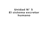 Unidad N ° 5  El sistema excretor humano