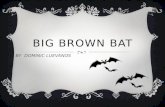 big brown bat
