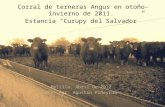 Corral de terneras Angus en otoño-invierno de 2011.  Estancia “Curupy del Salvador ”