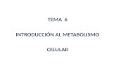 TEMA  6 INTRODUCCIÓN AL METABOLISMO CELULAR