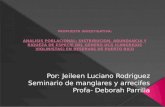 Por :  Jeileen Luciano  Rodriguez Seminario  de  manglares  y  arrecifes Profa - Deborah  Parrilla