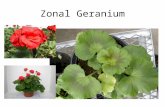 Zonal Geranium