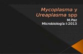 Mycoplasma y  Ureaplasma spp